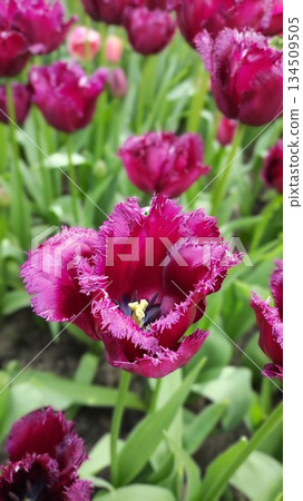Lisse, Netherlands - April 8 2023: Beautiful Flowers at Keukenhof Gardens Lisse, Netherlands - April 8 2023: Beautiful Flowers at Keukenhof Gardens 134509505
