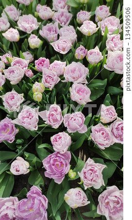 Lisse, Netherlands - April 8 2023: Beautiful Flowers at Keukenhof Gardens 134509506