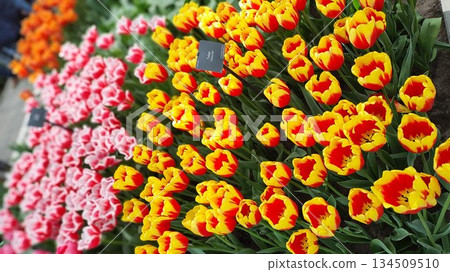 Lisse, Netherlands - April 8 2023: Beautiful Flowers at Keukenhof Gardens Lisse, Netherlands - April 8 2023: Beautiful Flowers at Keukenhof Gardens 134509510