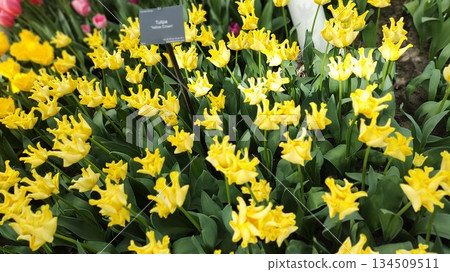 Lisse, Netherlands - April 8 2023: Beautiful Flowers at Keukenhof Gardens 134509511