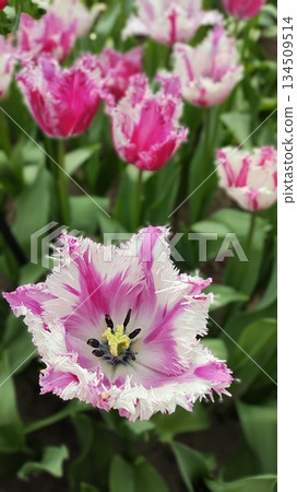 Lisse, Netherlands - April 8 2023: Beautiful Flowers at Keukenhof Gardens 134509514