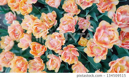 Lisse, Netherlands - April 8 2023: Beautiful Flowers at Keukenhof Gardens 134509515