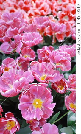 Lisse, Netherlands - April 8 2023: Beautiful Flowers at Keukenhof Gardens Lisse, Netherlands - April 8 2023: Beautiful Flowers at Keukenhof Gardens 134509519