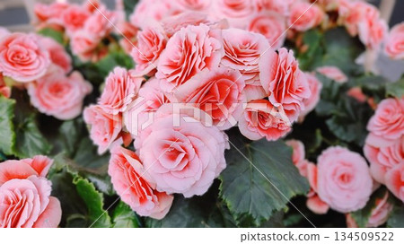 Lisse, Netherlands - April 8 2023: Beautiful Flowers at Keukenhof Gardens 134509522