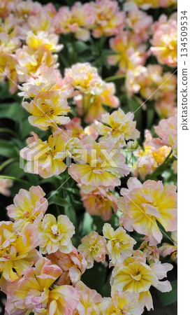 Lisse, Netherlands - April 8 2023: Beautiful Flowers at Keukenhof Gardens Lisse, Netherlands - April 8 2023: Beautiful Flowers at Keukenhof Gardens 134509534