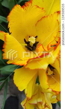 Lisse, Netherlands - April 8 2023: Beautiful Flowers at Keukenhof Gardens 134509535