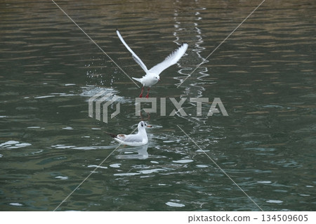 A view of the Kamo River near Matsubara Bridge with black-headed gulls 134509605