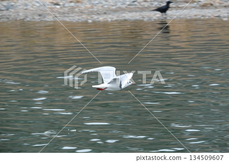 A view of the Kamo River near Matsubara Bridge with black-headed gulls A view of the Kamo River near Matsubara Bridge with black-headed gulls 134509607