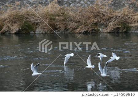 從松原橋附近眺望鴨川,可以看到黑頭鷗。 從松原橋附近眺望鴨川,可以看到黑頭鷗。 134509610