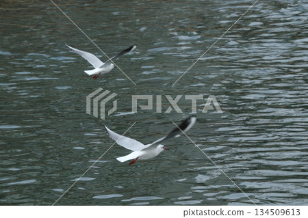A view of the Kamo River near Matsubara Bridge with black-headed gulls 134509613