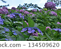 Kaisei Town Lace Hydrangea 134509620