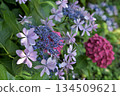 Kaisei Town Lace Hydrangea 134509621