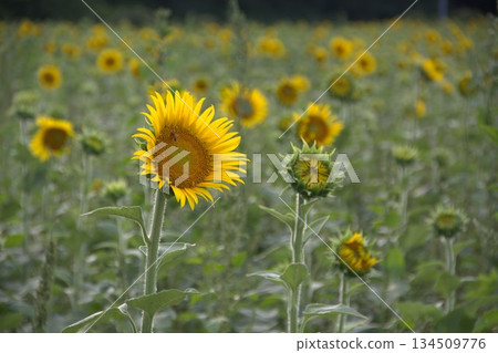 夏日向日葵田 134509776