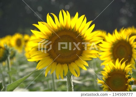 夏日向日葵田 134509777