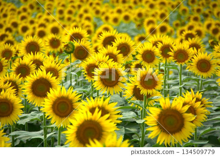 夏日向日葵田 134509779