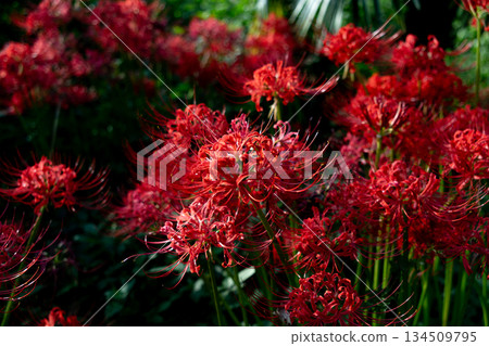 紅蜘蛛百合 紅蜘蛛百合 134509795
