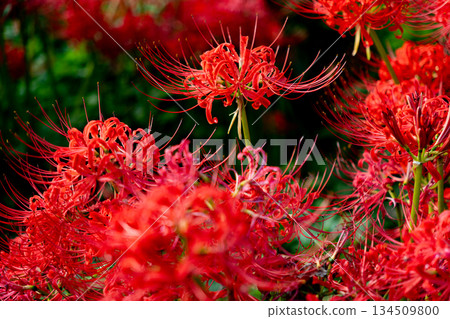 Photographing red spider lilies in full bloom in autumn 134509800
