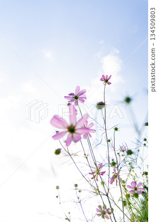 Cosmos blooming toward the sky 134509803
