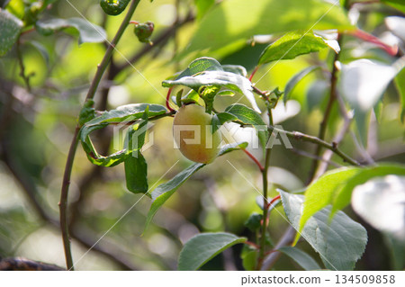 Plum fruits surrounded by fresh greenery at the Kyu-Shiba Rikyu Gardens in early summer Plum fruits surrounded by fresh greenery at the Kyu-Shiba Rikyu Gardens in early summer 134509858