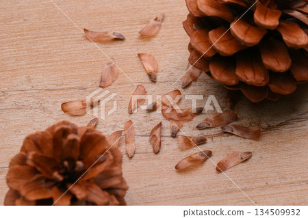 松果、松果、松果和種子。 134509932