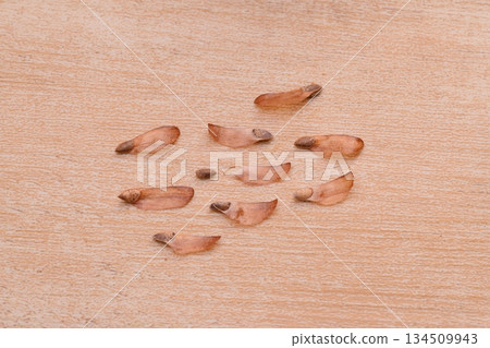 Pine cones, pine cones, pine cones, and seeds. Pine cones, pine cones, pine cones, and seeds. 134509943