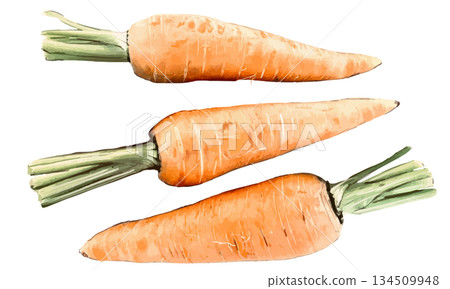 Watercolor illustration of a carrot 134509948