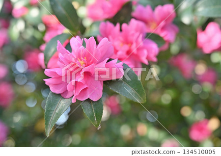 漫步越谷：越谷市久津神社（越谷市主神社）內的山茶花 134510005