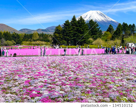 本棲湖度假村富士芝櫻節 134510152