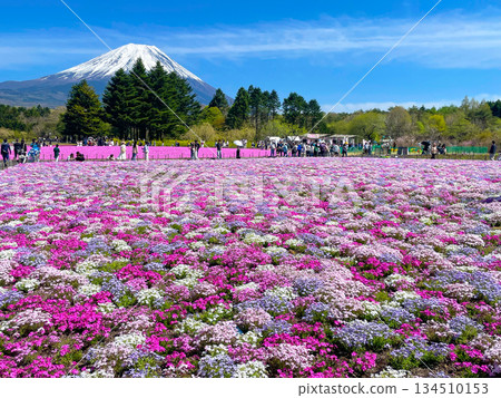 Lake Motosu Resort Fuji Shibazakura Festival Lake Motosu Resort Fuji Shibazakura Festival 134510153