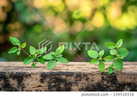 Fresh green plants growing on a textured stone surface in natural light 134510318