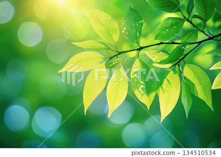 Fresh green leaves glimmering under sunlight in a vibrant forest setting 134510534
