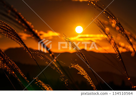 On a clear December evening sky, the sun sinks into the Soni mountain range and the golden silvergrass stalks shine. Soni Plateau ① 134510564