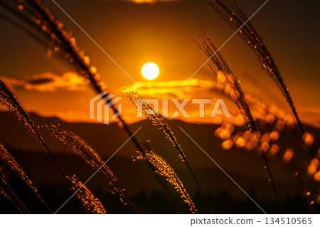 On a clear December evening sky, the sun sinks into the Soni mountain range and the golden silvergrass stalks shine in the sky at Soni Plateau ② 134510565