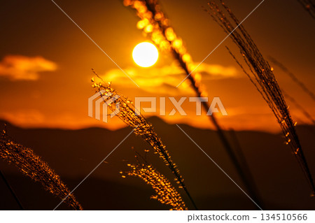 On a clear December evening sky, the sun sinks into the Soni mountain range and the golden silvergrass stalks shine brightly at Soni Plateau ③ 134510566