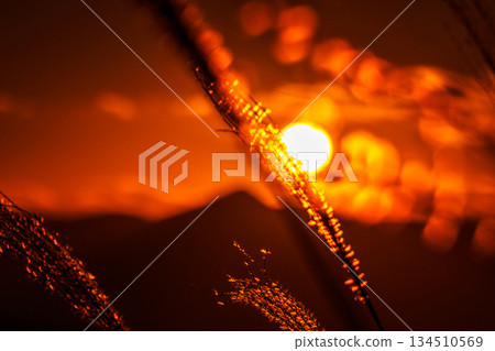 On a clear December evening sky, the sun sinks into the Soni mountain range and the golden silver grass blooms. Soni Plateau ➅ 134510569
