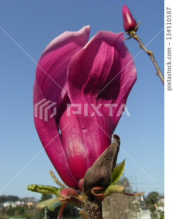 Magnolia buds beginning to open Magnolia buds beginning to open 134510587
