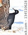 黑啄木鳥 134510628