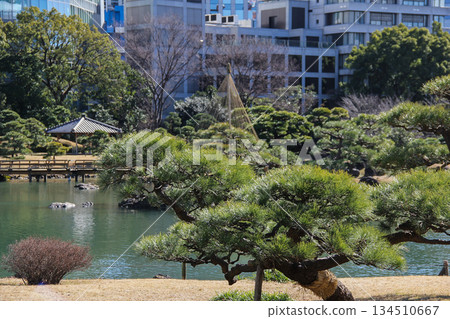 城市中的日式庭園:舊芝離宮庭園美麗的松樹與池塘 城市中的日式庭園:舊芝離宮庭園美麗的松樹與池塘 134510667