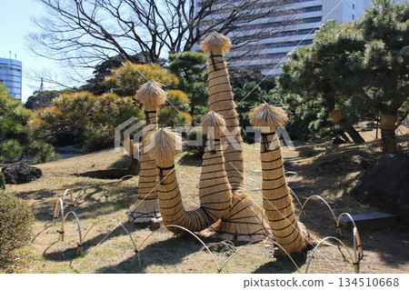 Preparing for winter for the cycads in the Kyu-Shiba Rikyu Gardens A winter scene in a Japanese garden decorated with straw mats and straw lanterns Preparing for winter for the cycads in the Kyu-Shiba Rikyu Gardens A winter scene in a Japanese garden decorated with straw mats and straw lanterns 134510668