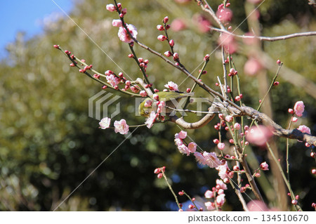 Plum blossoms and Japanese white-eyes at the Kyu-Shiba Rikyu Gardens | Wild bird scenery in a Japanese garden heralding the arrival of spring 134510670