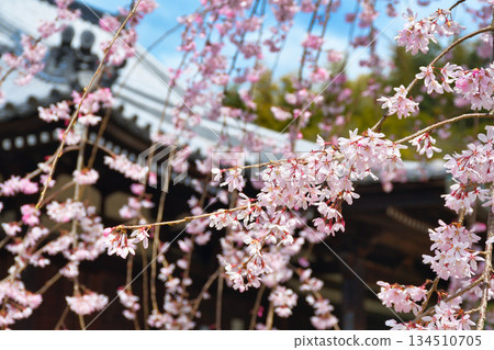 Beautiful cherry blossoms at Hokongoin Temple in Kyoto (Ukyo Ward, Kyoto City, Kyoto Prefecture) 134510705