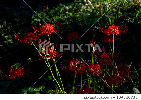 Cluster amaryllis floating in the dark Cluster amaryllis floating in the dark 134510735