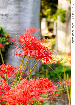 紅蜘蛛百合 134510747