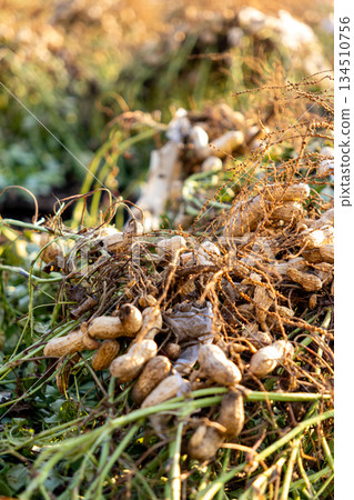 收穫的花生 134510756