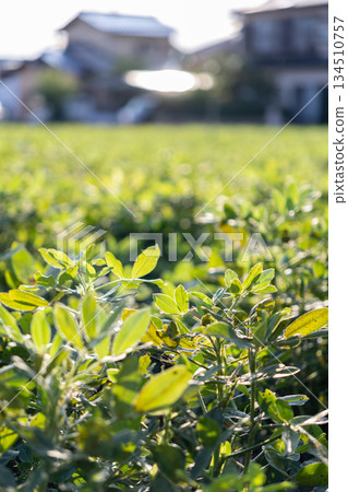 花生葉到處都是。 134510757