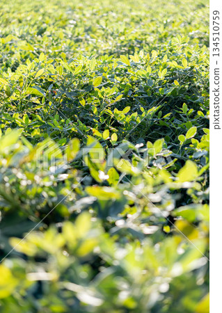 Peanut leaves spread all over the place 134510759