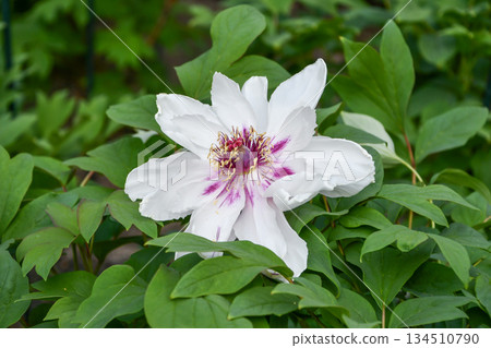 Peony "Japanese doll" Peony 134510790