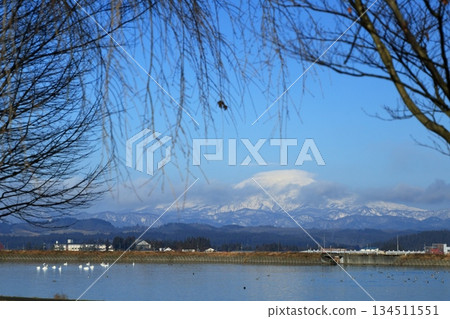 Winter scenery of Mt. Chokai, with swans and seagulls dancing Winter scenery of Mt. Chokai, with swans and seagulls dancing 134511551