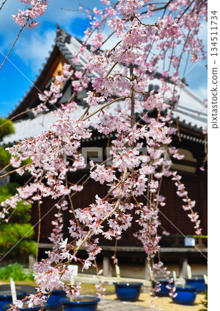 Beautiful cherry blossoms at Hokongoin Temple in Kyoto (Ukyo Ward, Kyoto City, Kyoto Prefecture) Beautiful cherry blossoms at Hokongoin Temple in Kyoto (Ukyo Ward, Kyoto City, Kyoto Prefecture) 134511734