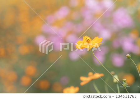黃色的波斯菊和淺色背景 黃色的波斯菊和淺色背景 134511765